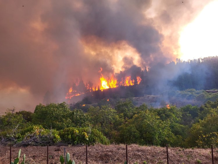 Un incendio forestal en La Palma afecta a viviendas y obliga a la evacuación de vecinos